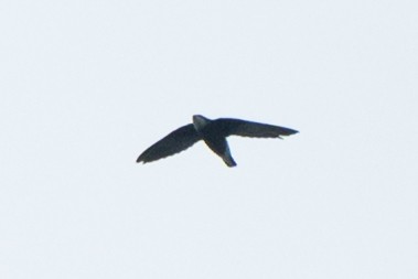White-throated Needletail - ML643591139