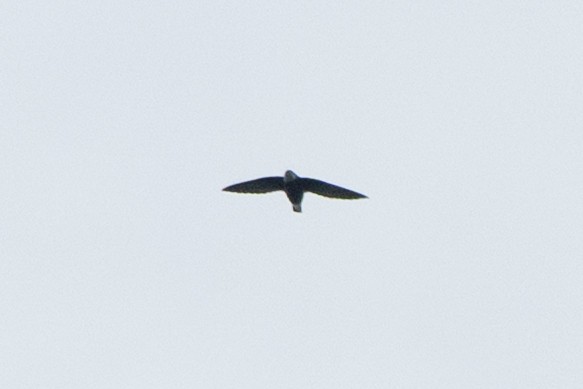 White-throated Needletail - ML643591140