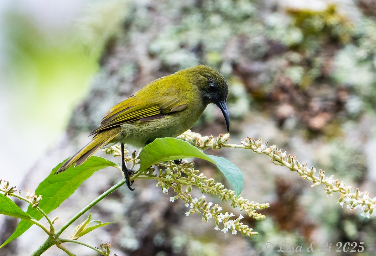 Sunda Honeyeater - ML643591155