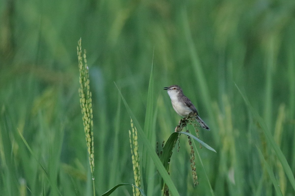 Prinia simple - ML643591165