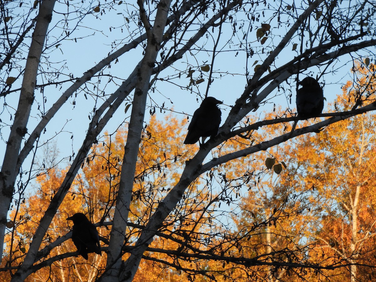 American Crow - ML643591168