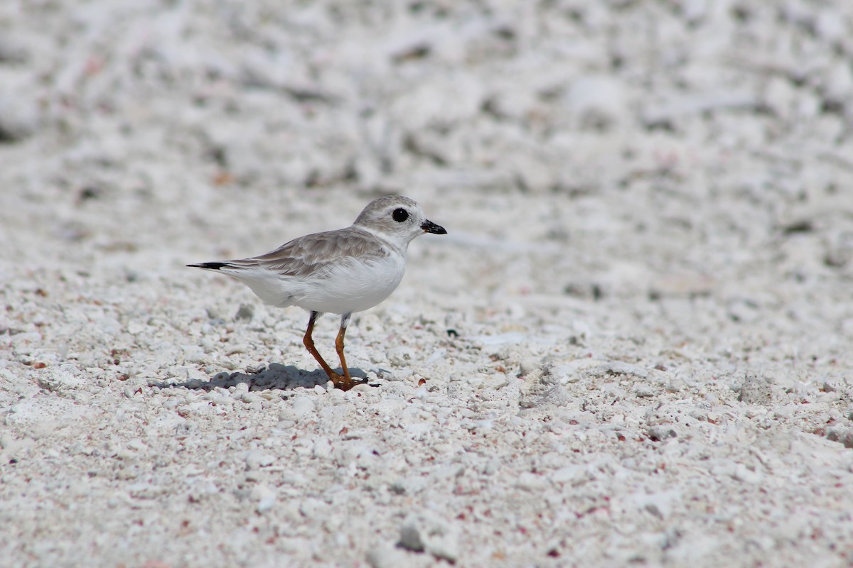 Piping Plover - ML643591174