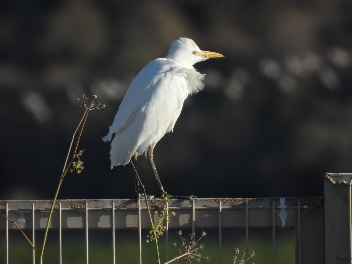 Western Cattle-Egret - ML643591180