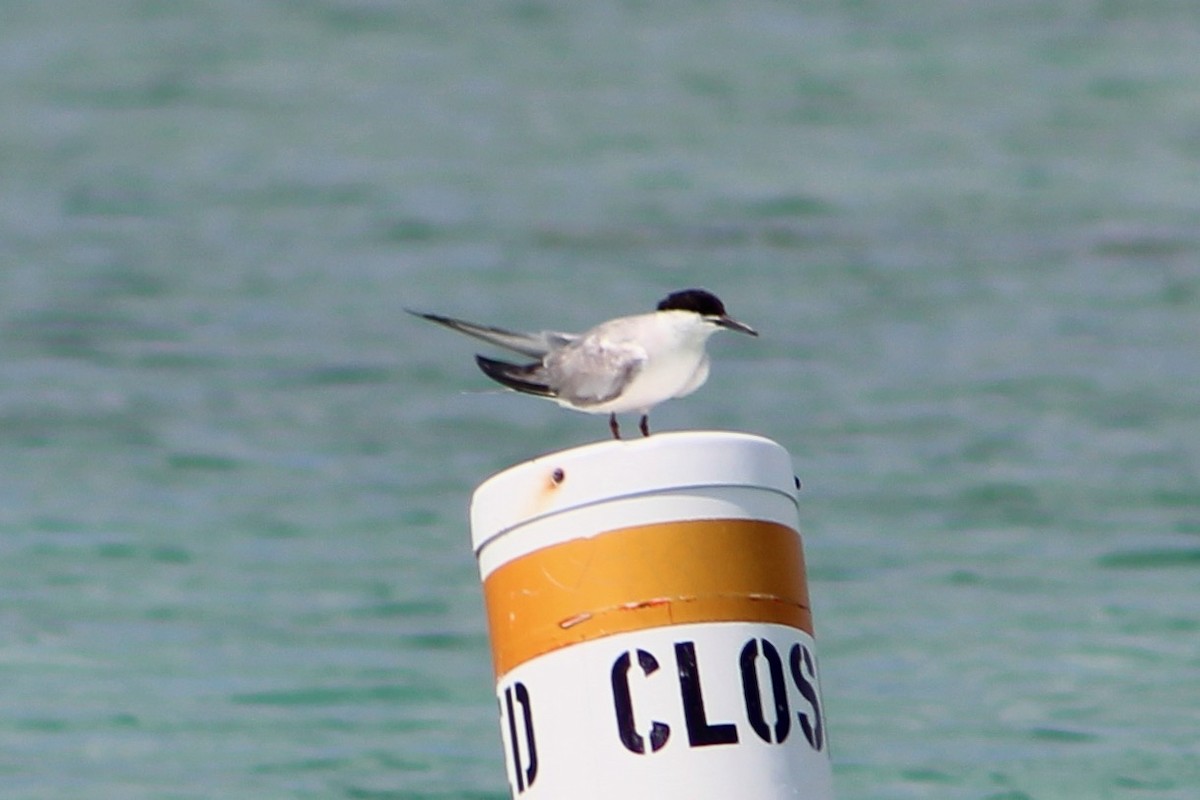 Roseate Tern - ML643591185