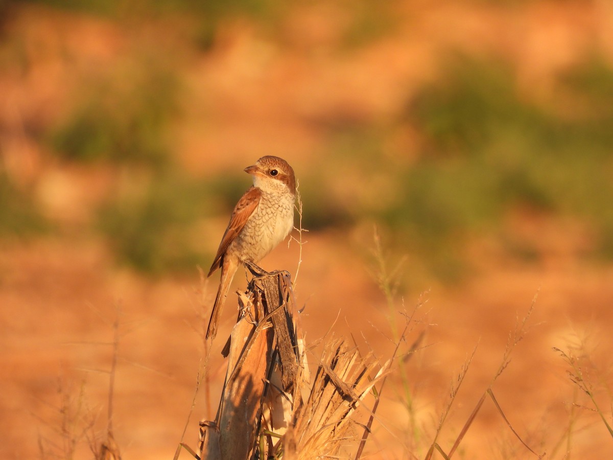 Red-backed Shrike - ML643591190