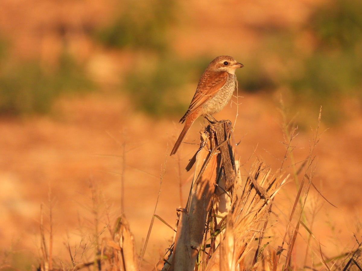 Red-backed Shrike - ML643591191