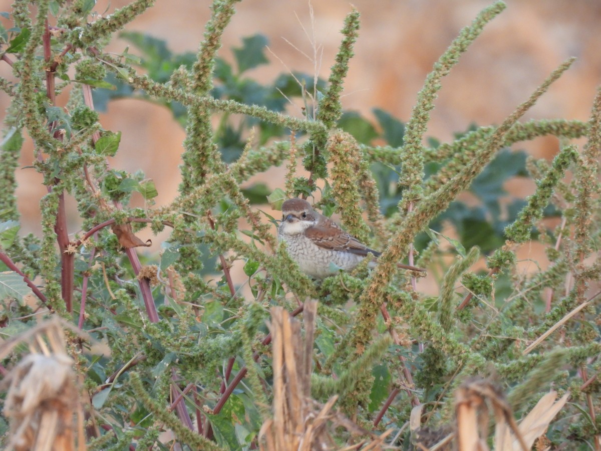 Red-backed Shrike - ML643591192