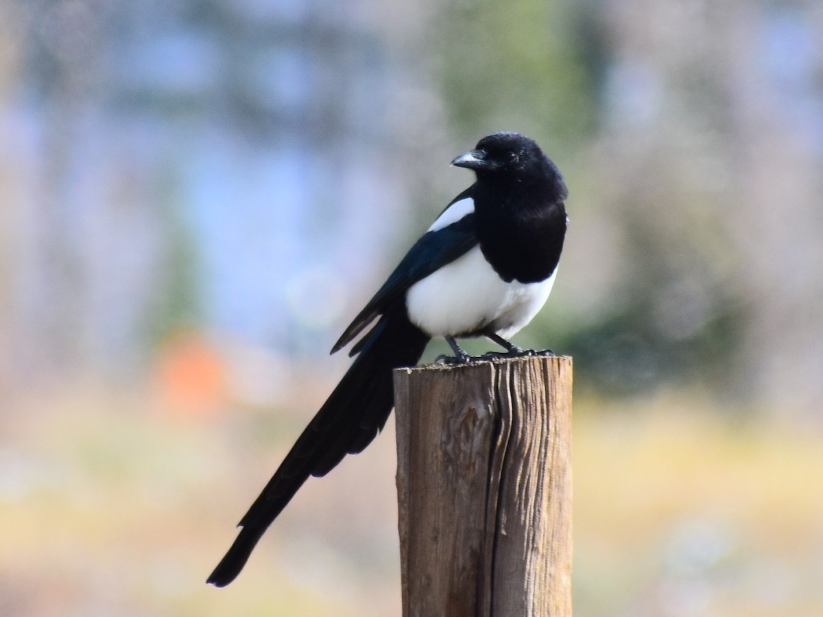 Black-billed Magpie - ML643591194