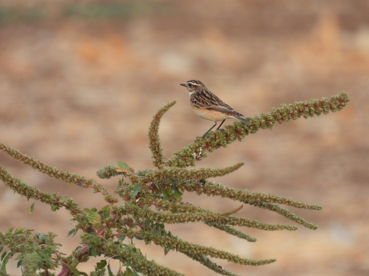 Whinchat - ML643591196