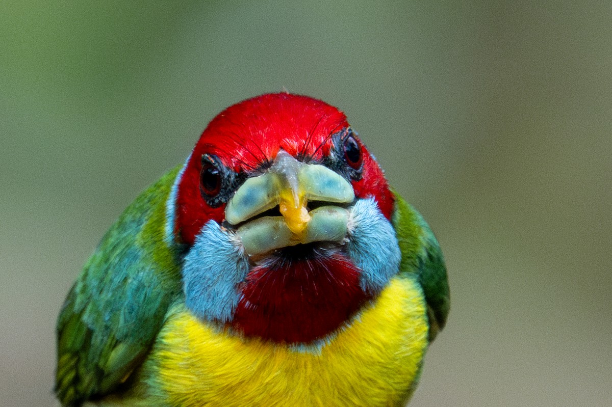 Versicolored Barbet - ML643591197