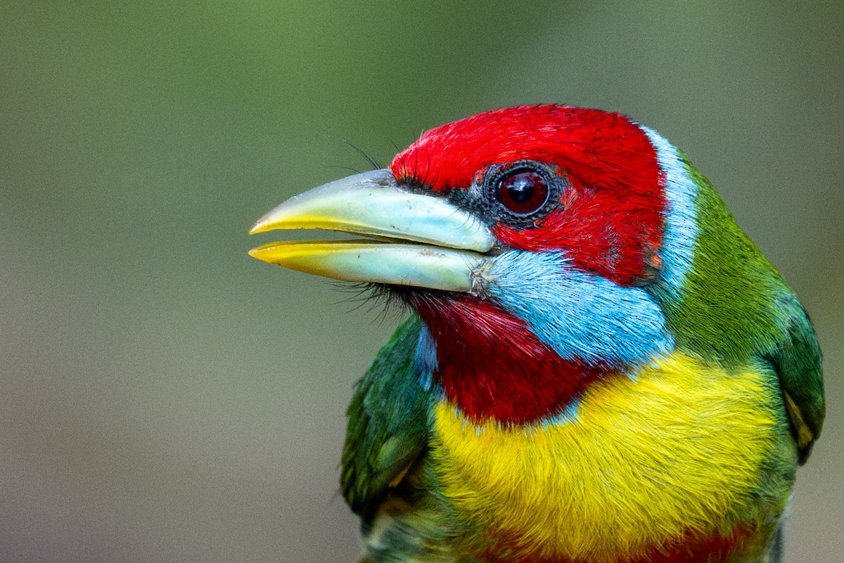 Versicolored Barbet - ML643591198