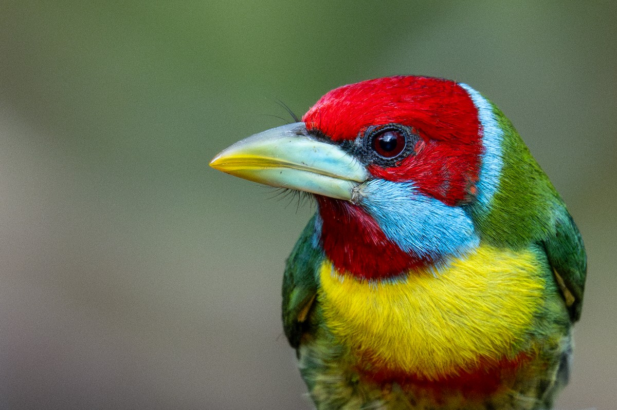 Versicolored Barbet - ML643591199