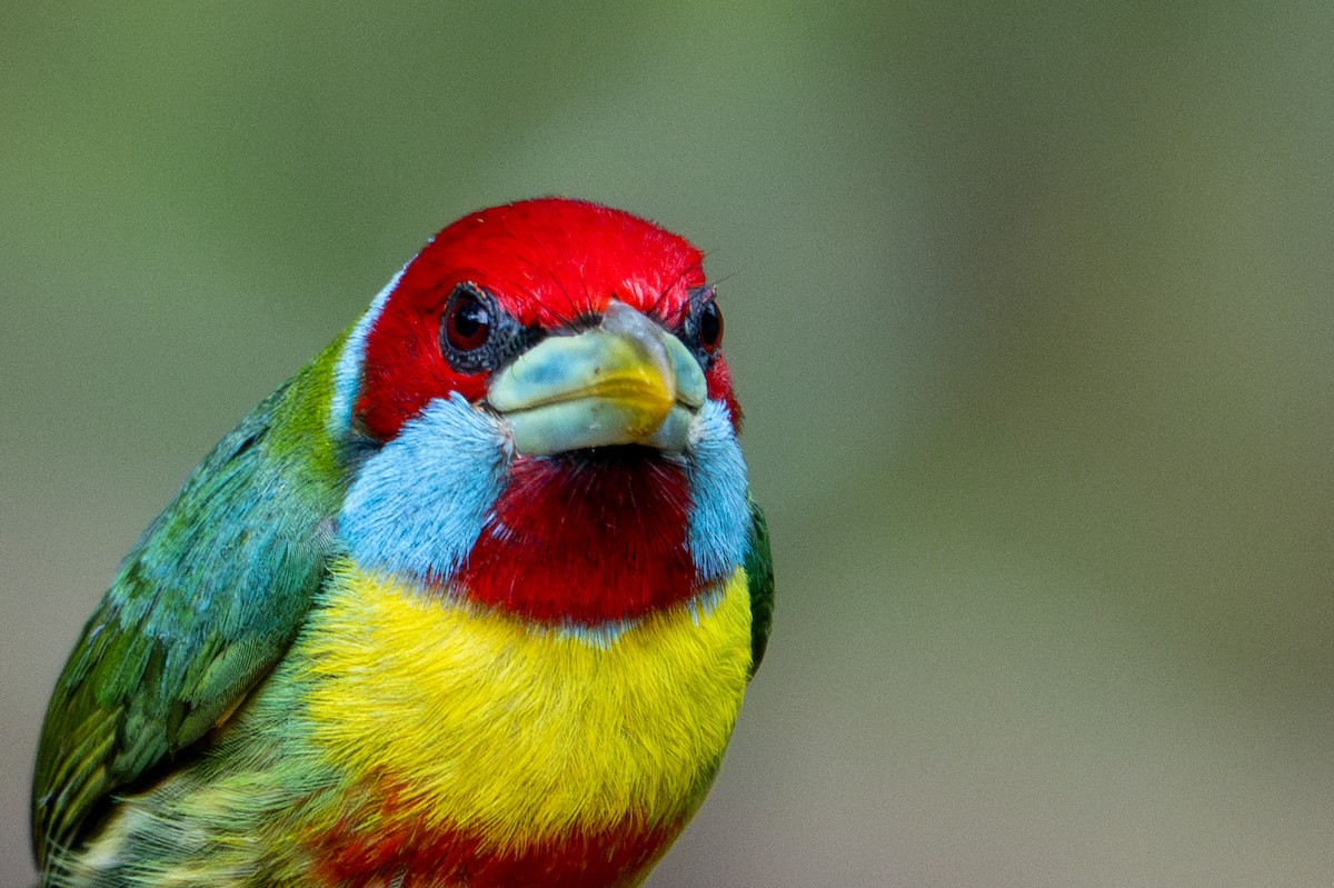 Versicolored Barbet - ML643591200