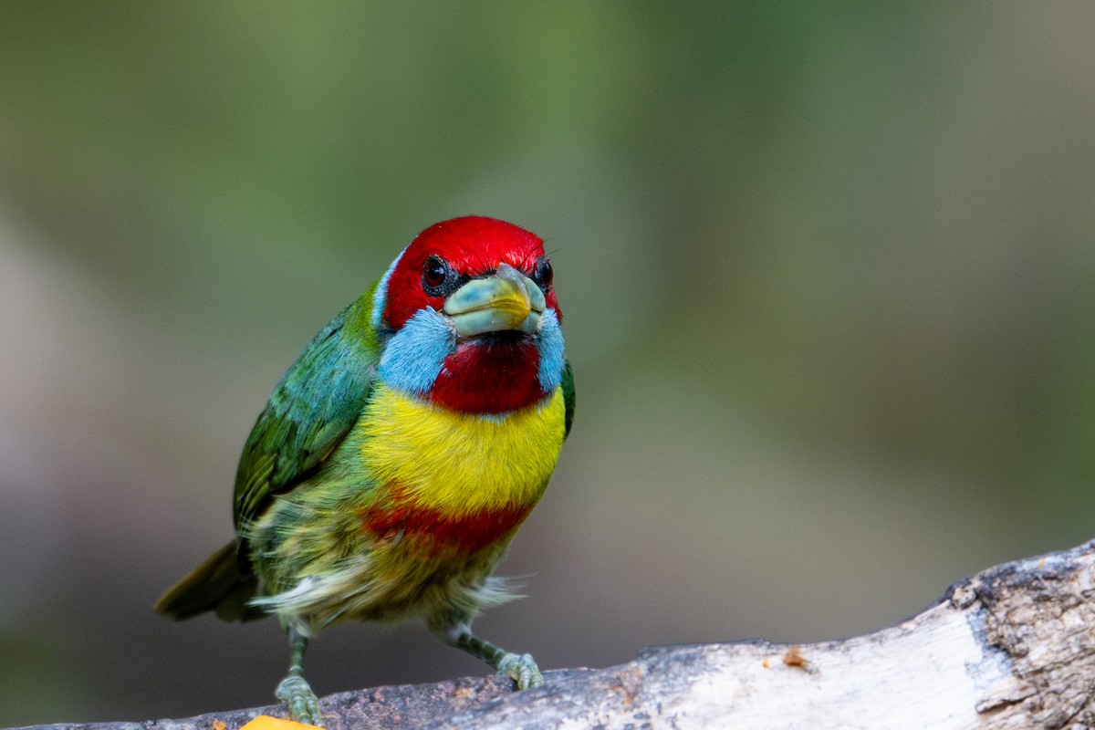 Versicolored Barbet - ML643591201