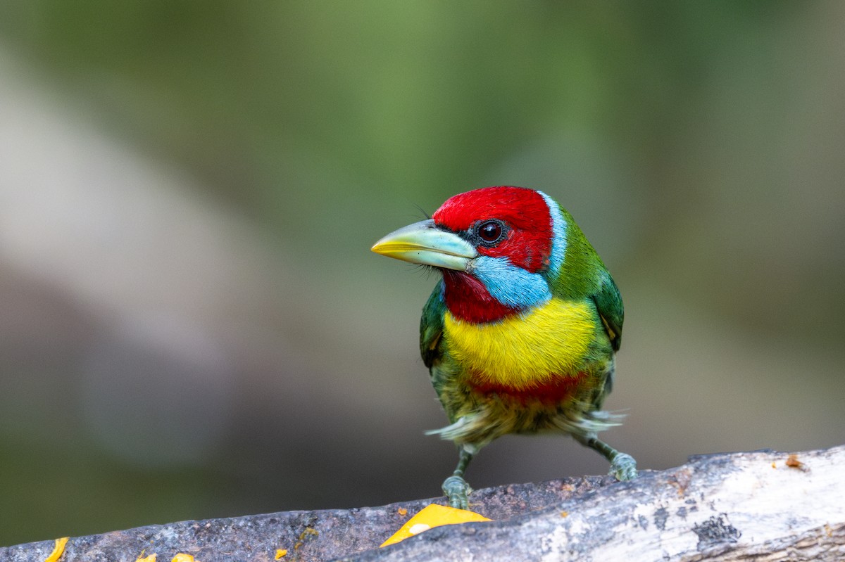 Versicolored Barbet - ML643591202