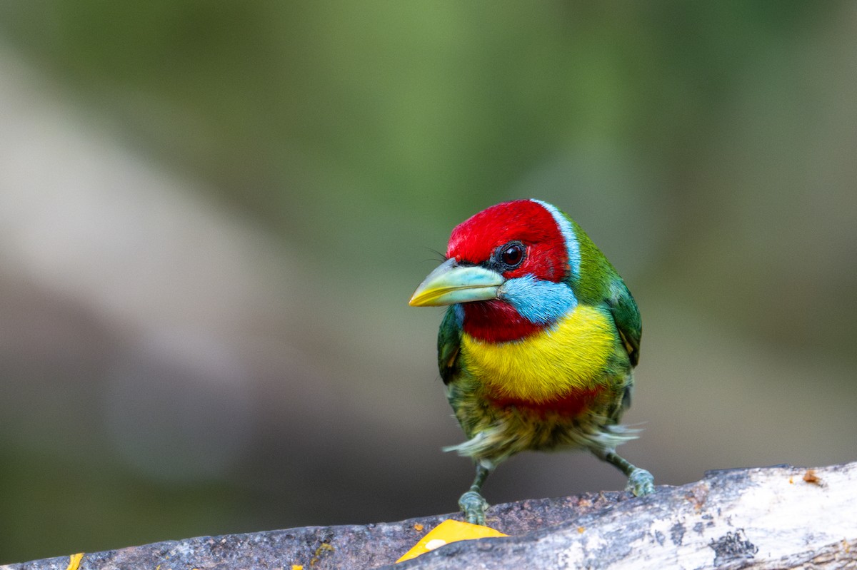 Versicolored Barbet - ML643591203