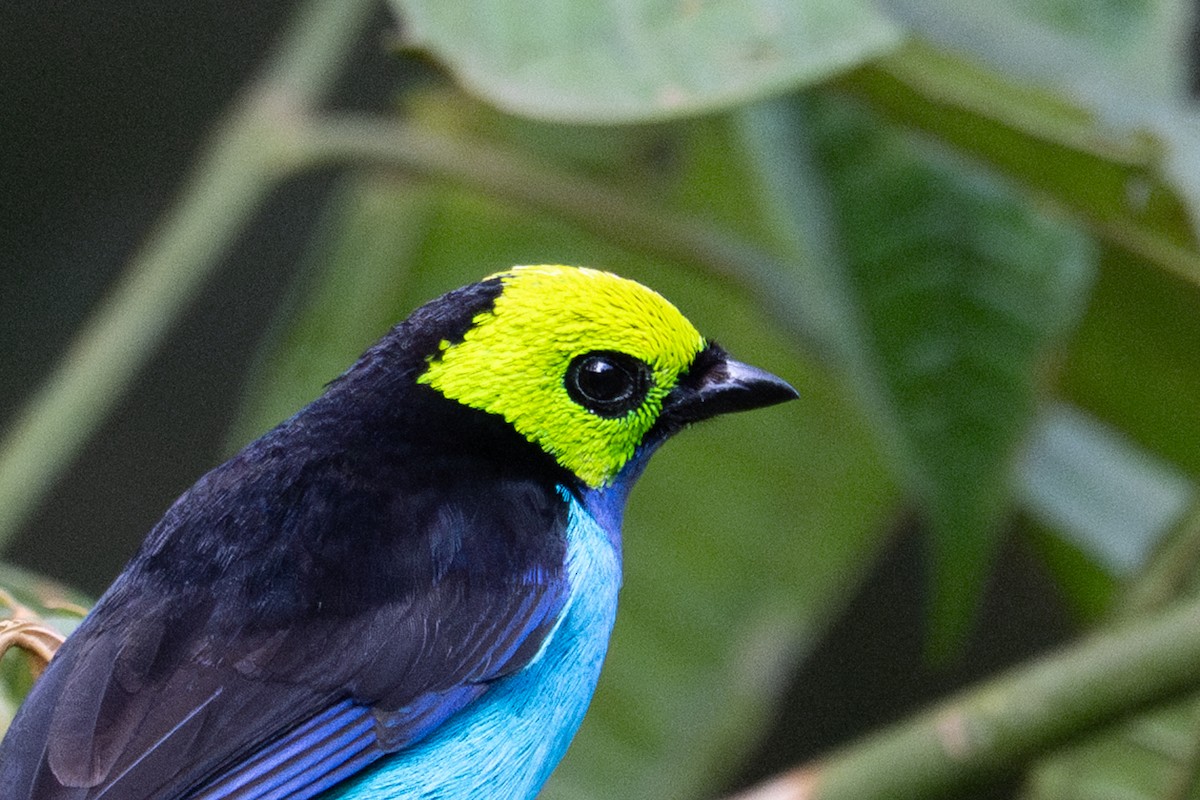 Paradise Tanager - ML643591214