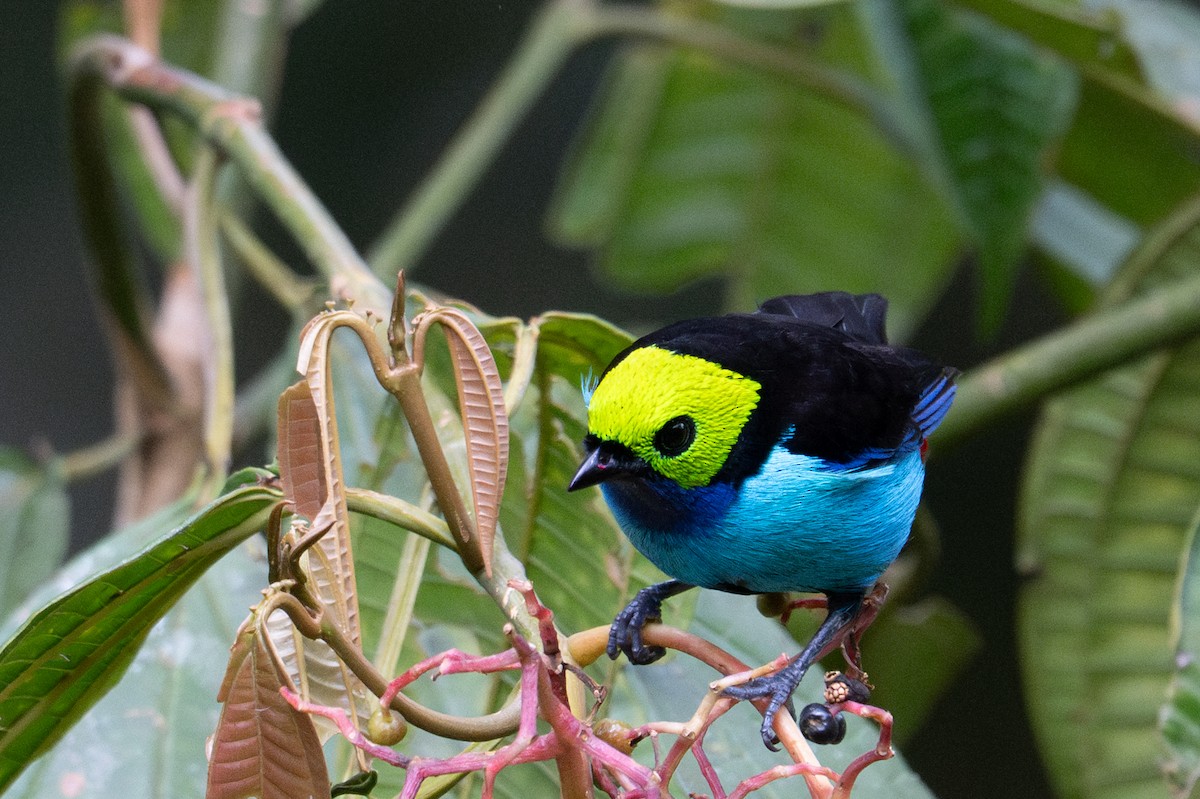 Paradise Tanager - ML643591215