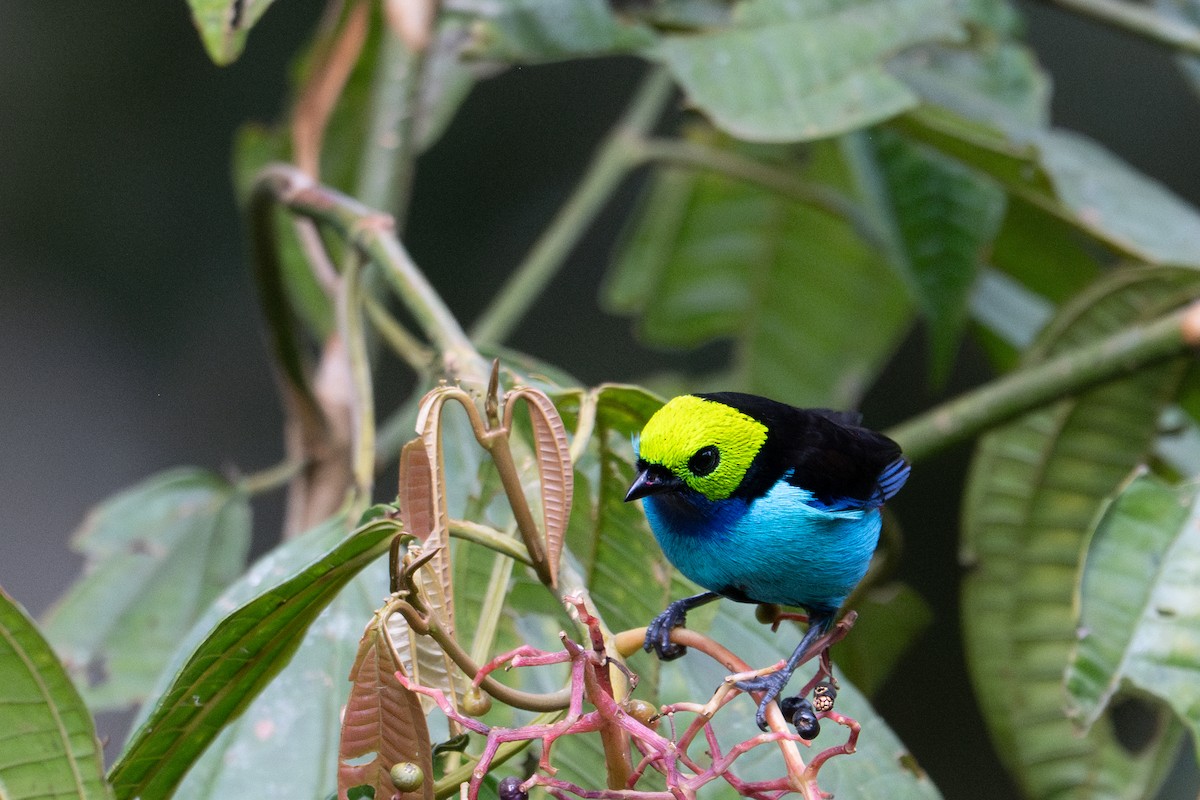 Paradise Tanager - ML643591218