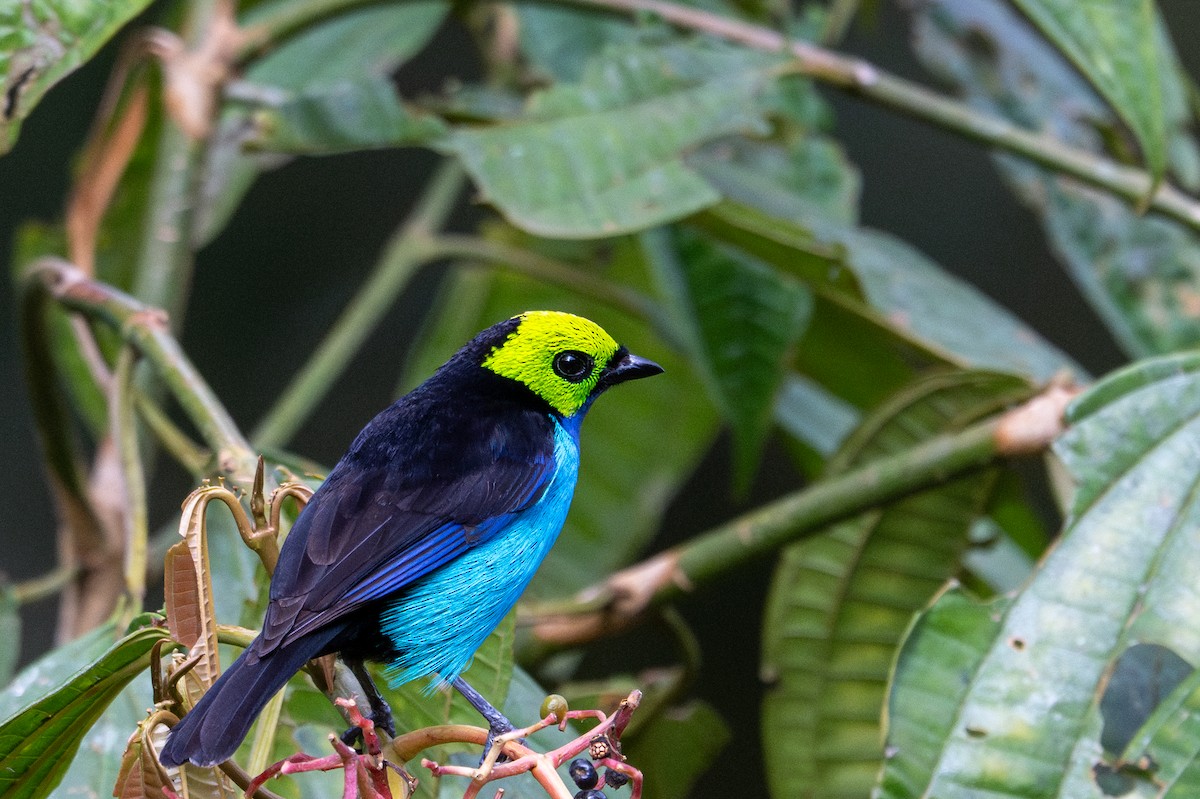 Paradise Tanager - ML643591219
