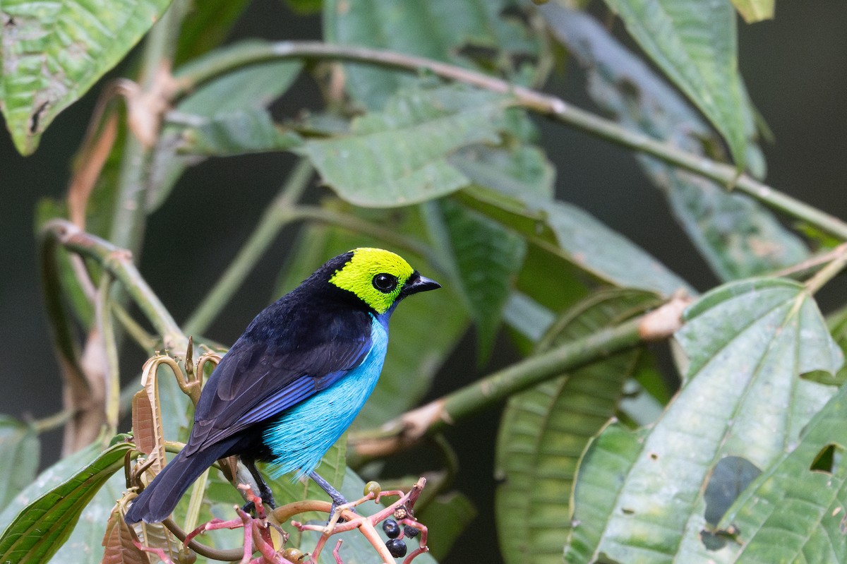 Paradise Tanager - ML643591220