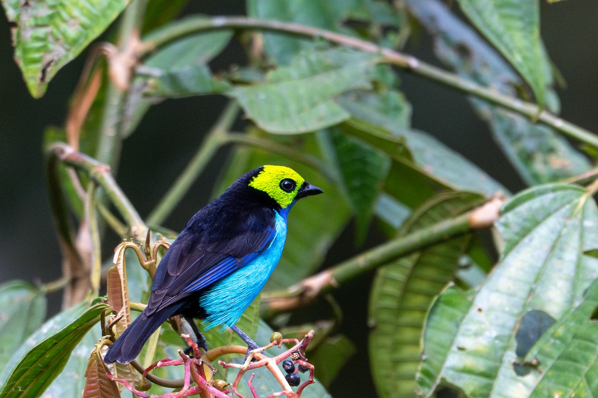 Paradise Tanager - ML643591221