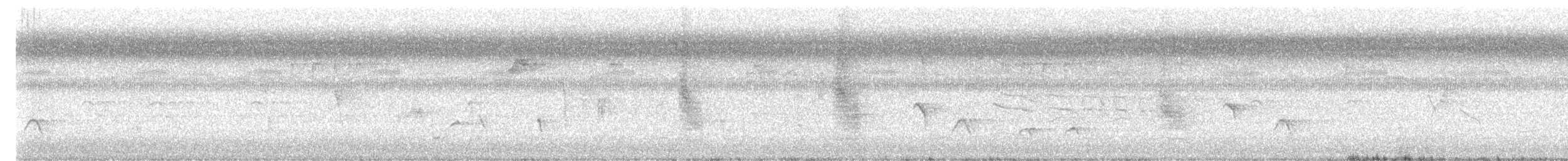 drongo šedobřichý - ML643591228