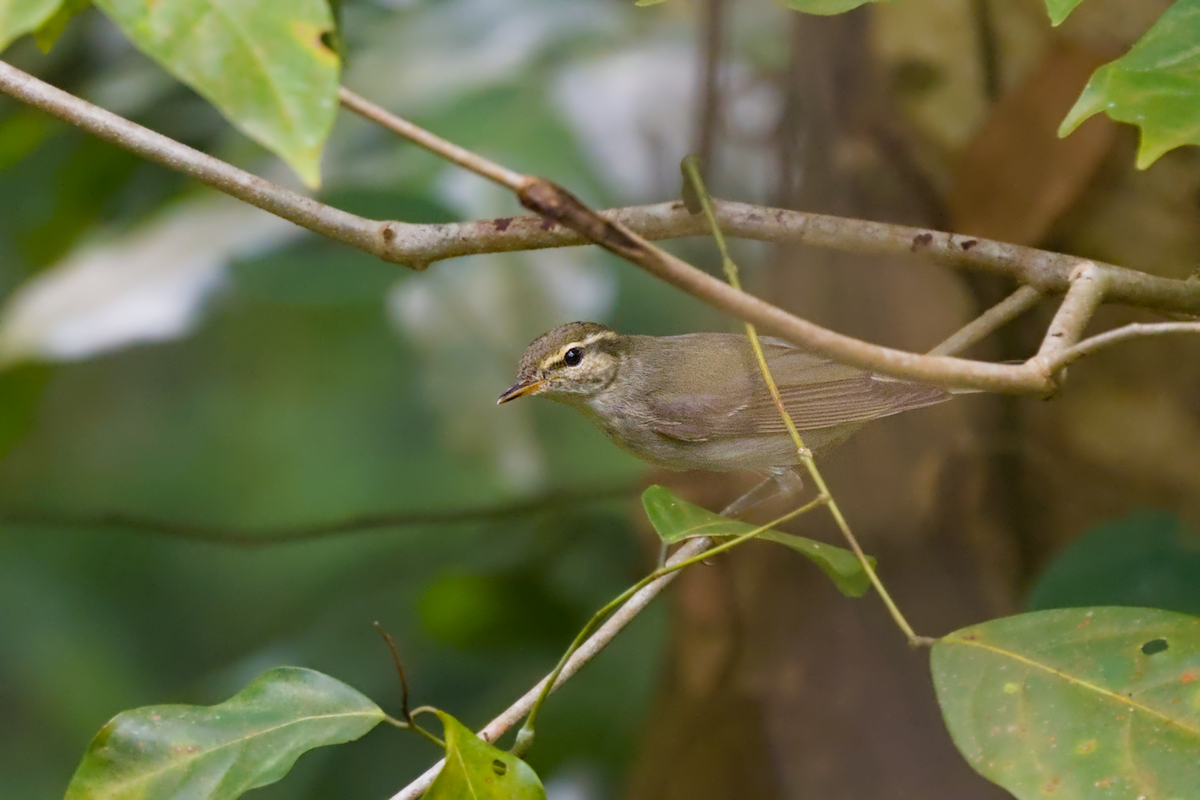 Phylloscopus sp. - ML643591230
