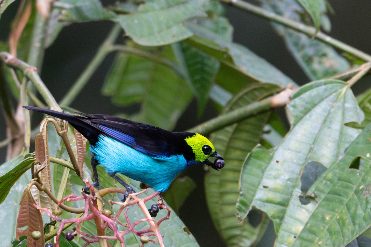 Paradise Tanager - ML643591237