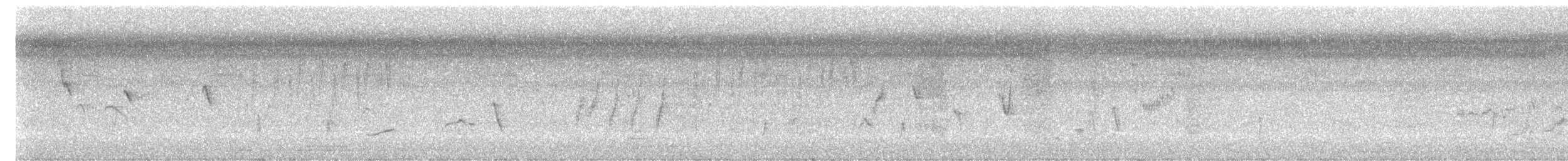 drongo šedobřichý - ML643591238