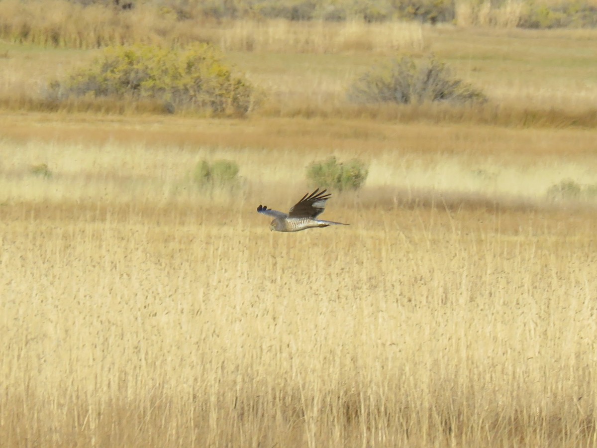 Northern Harrier - ML643591241