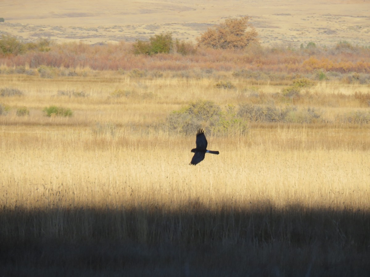 Northern Harrier - ML643591242