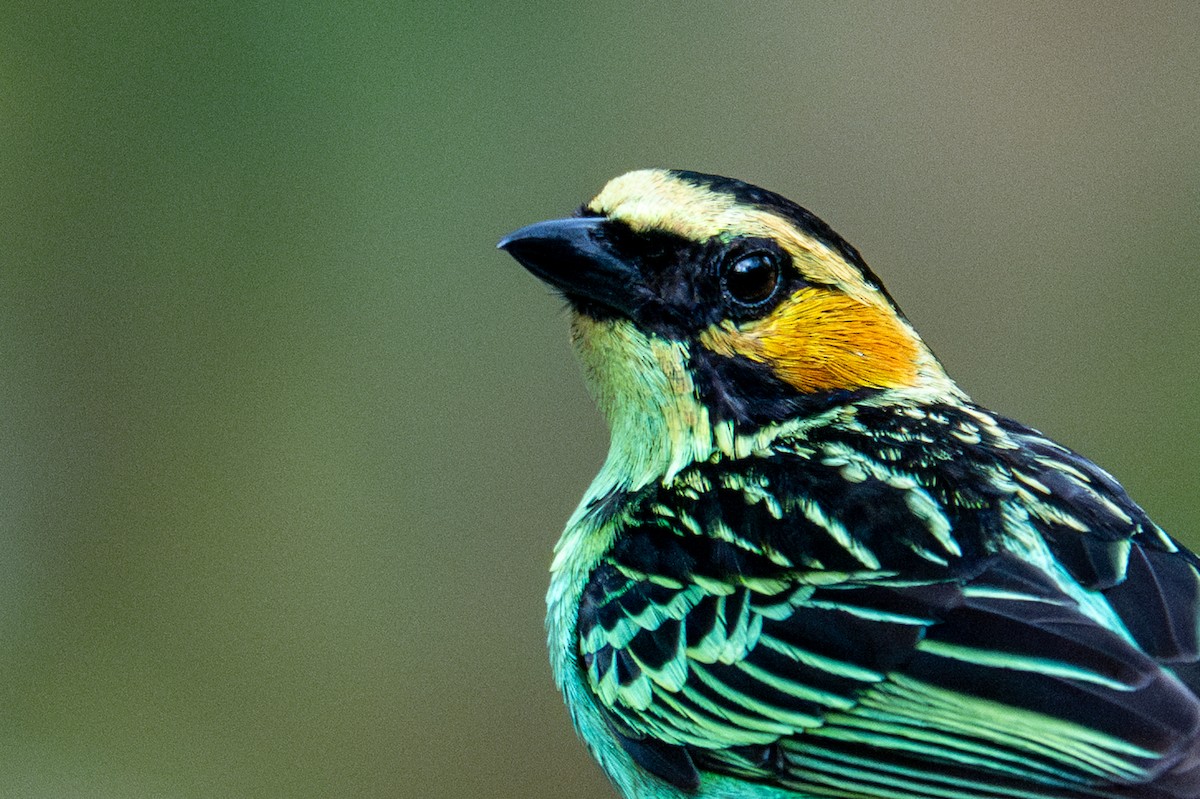 Golden-eared Tanager - ML643591253