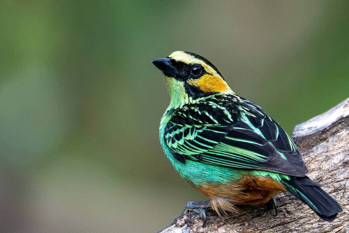Golden-eared Tanager - ML643591254