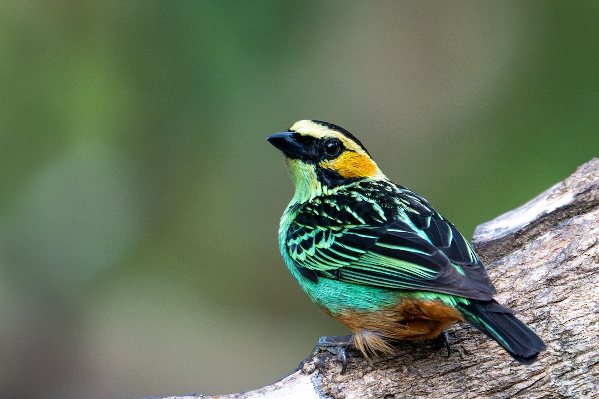 Golden-eared Tanager - ML643591255