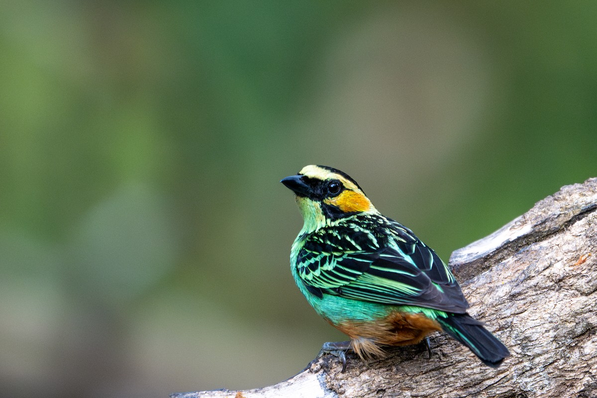 Golden-eared Tanager - ML643591256
