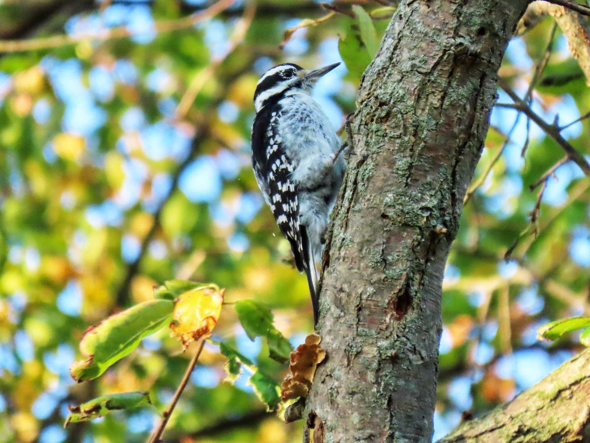 Hairy Woodpecker - ML643591259