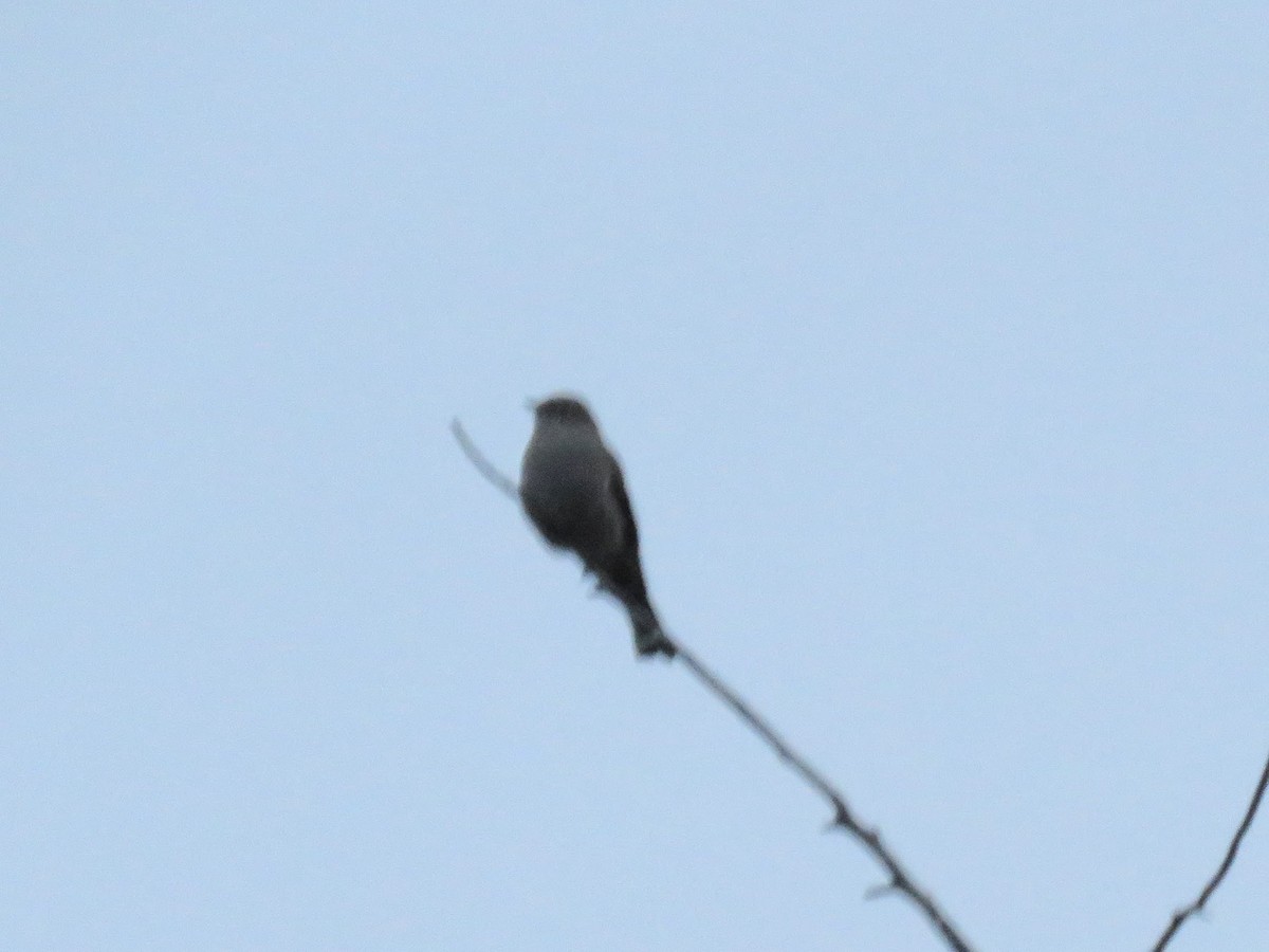 Townsend's Solitaire - ML643591261
