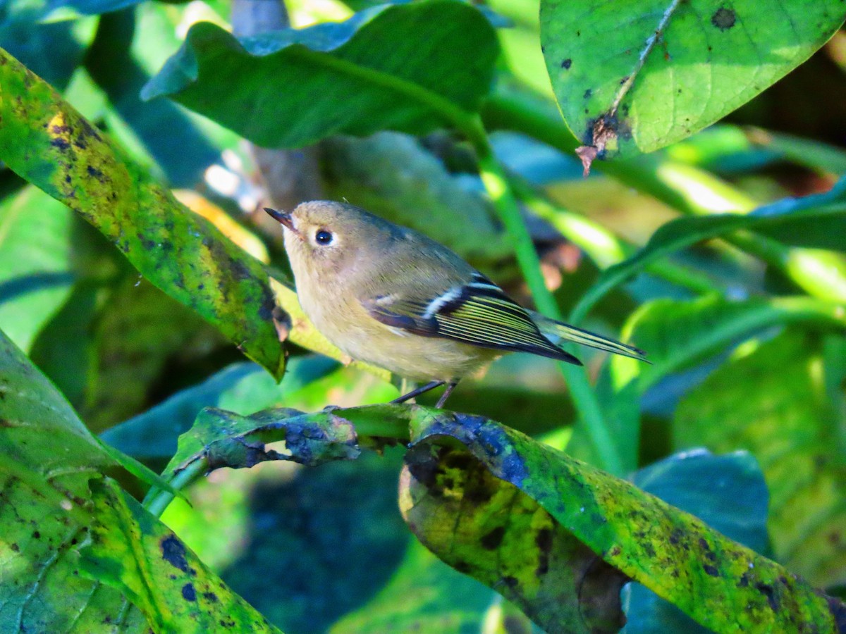Ruby-crowned Kinglet - ML643591272