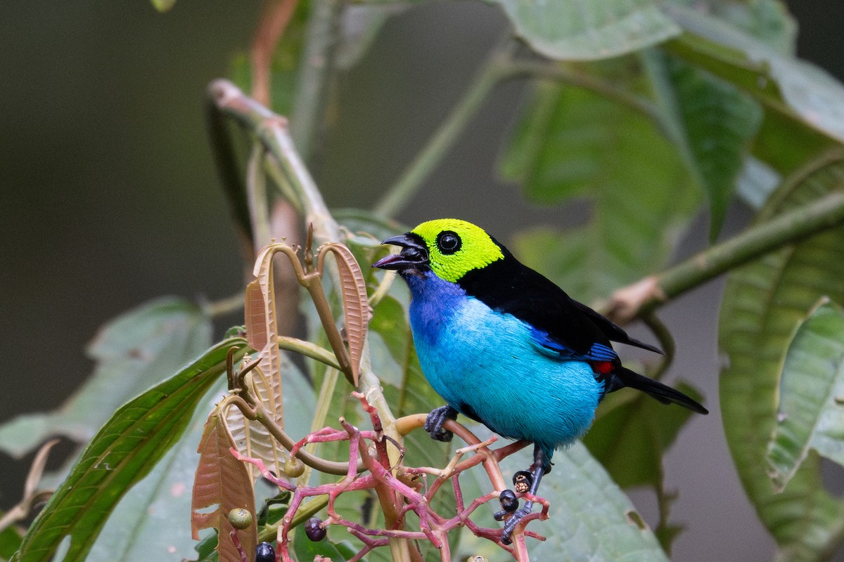 Paradise Tanager - ML643591273