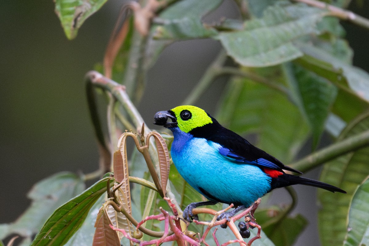 Paradise Tanager - ML643591274