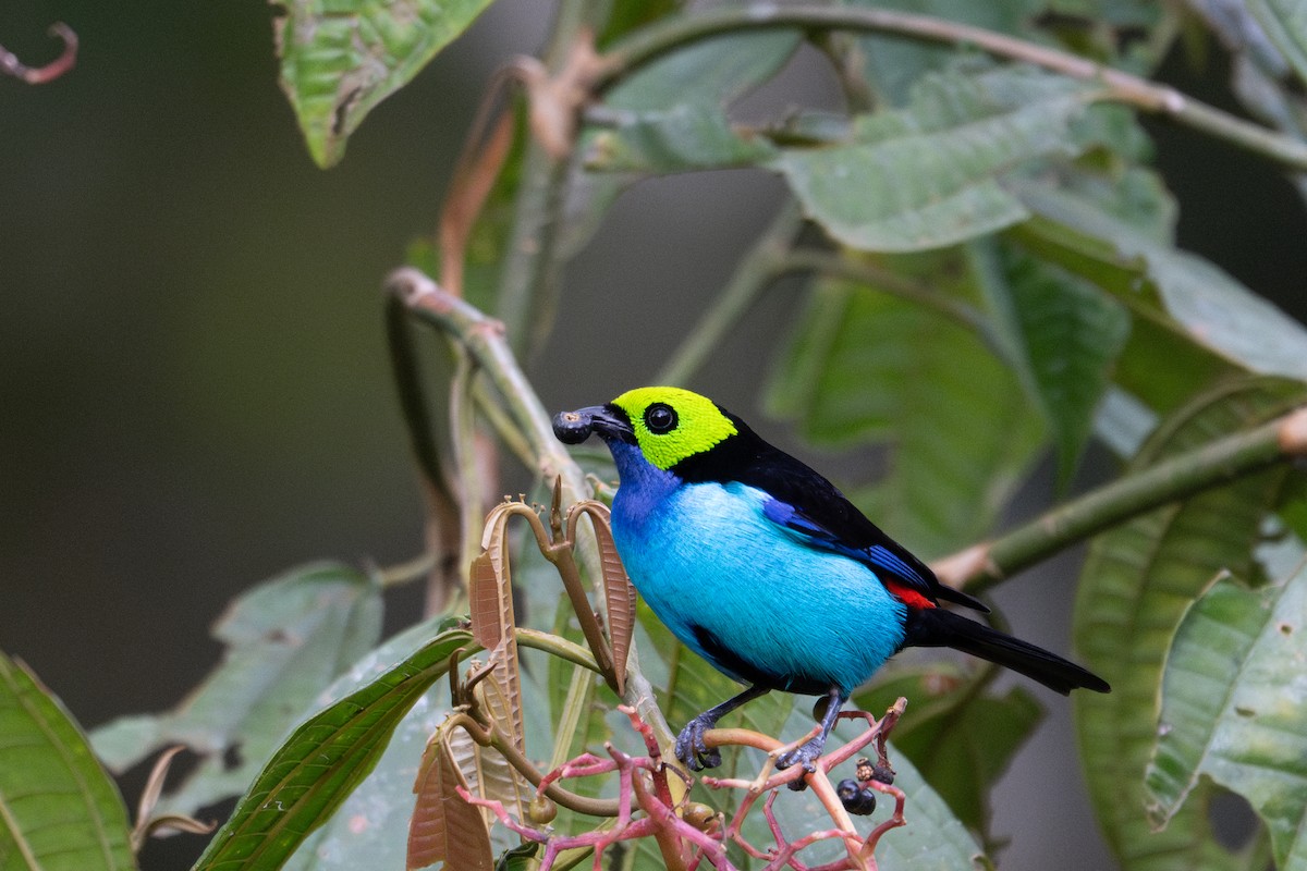 Paradise Tanager - ML643591275