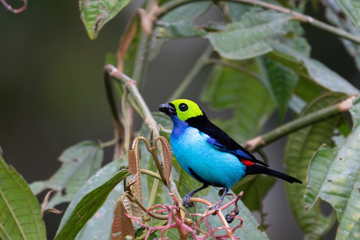 Paradise Tanager - ML643591276
