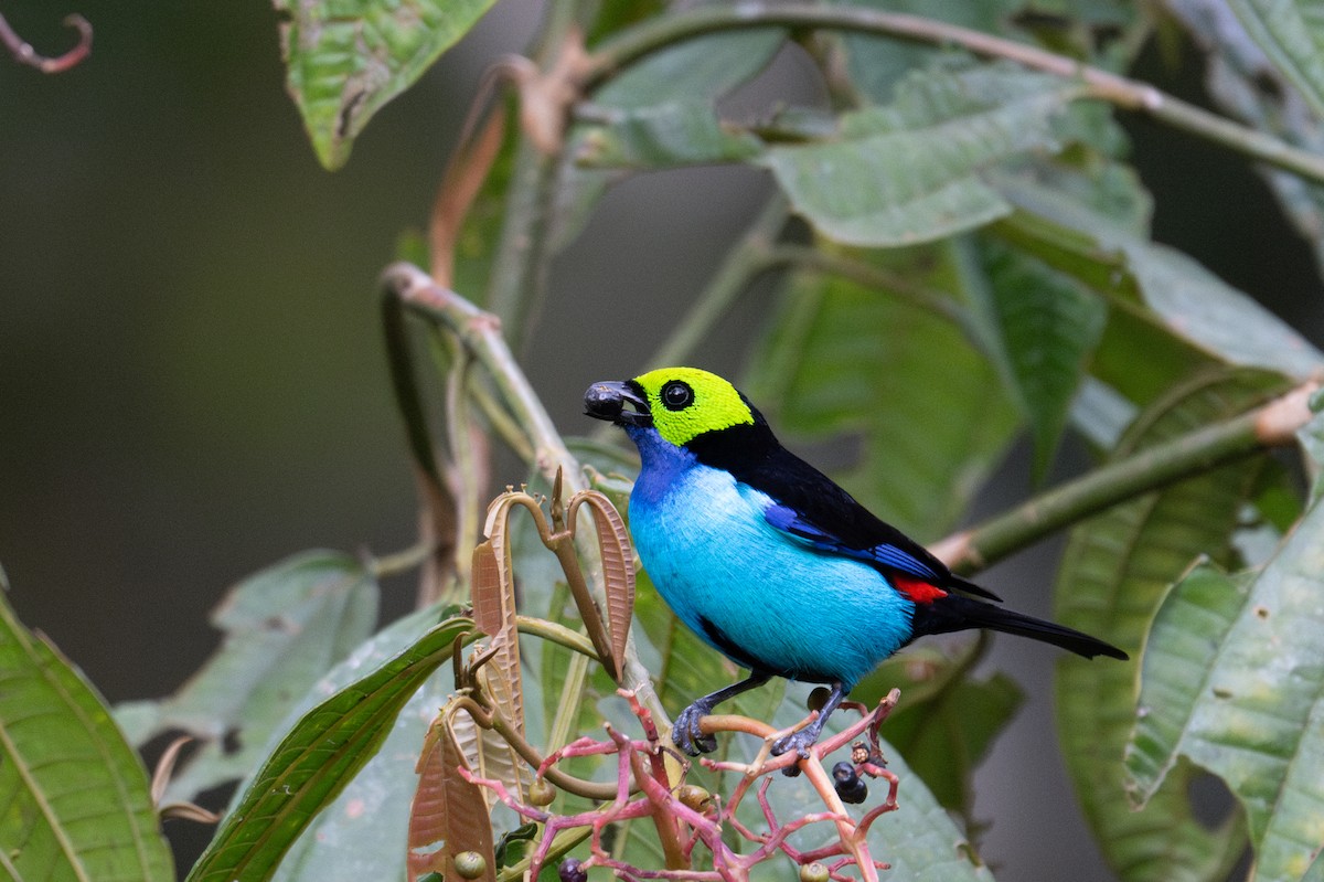 Paradise Tanager - ML643591277