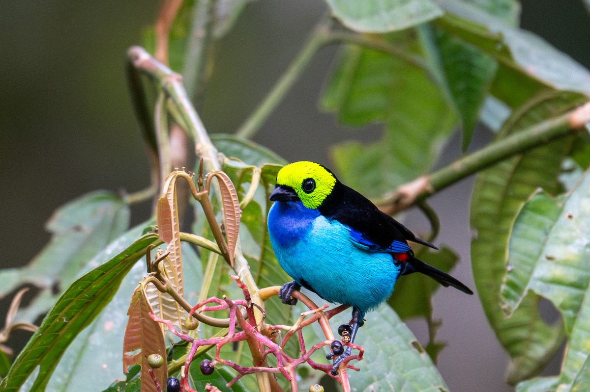 Paradise Tanager - ML643591278