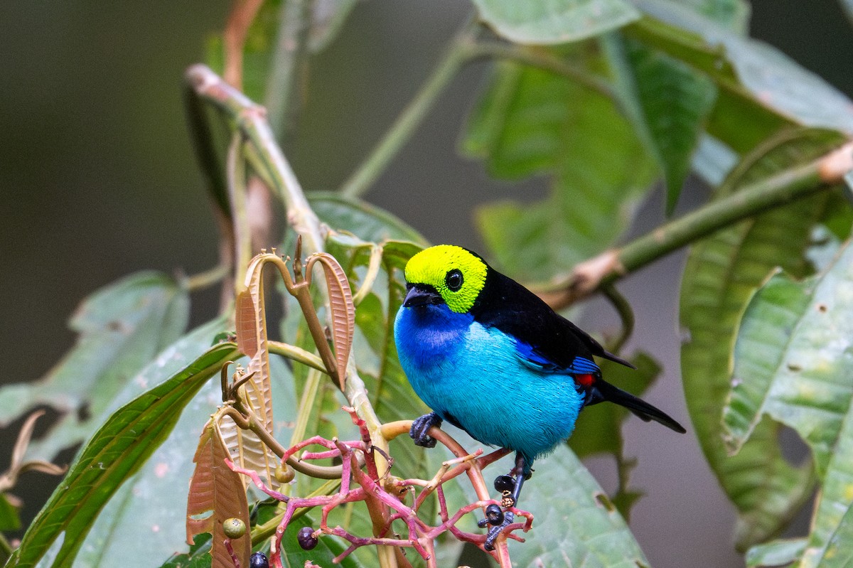 Paradise Tanager - ML643591279