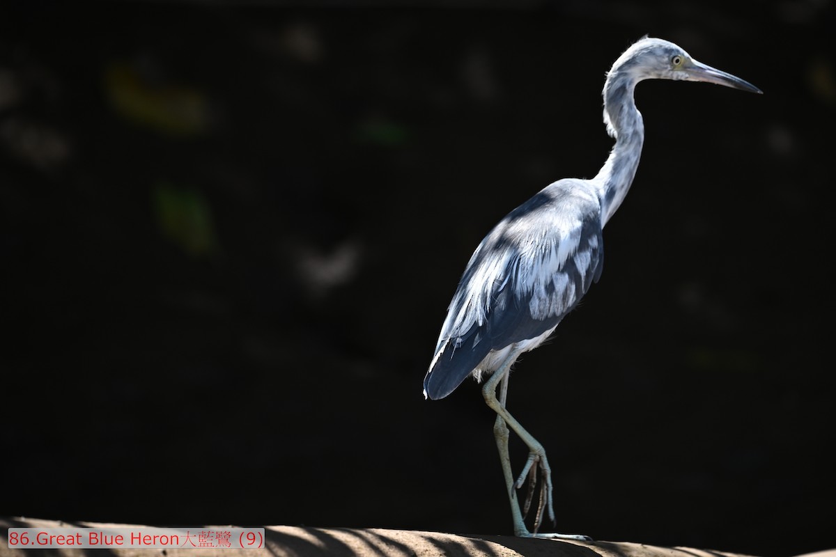 Little Blue Heron - ML643591287