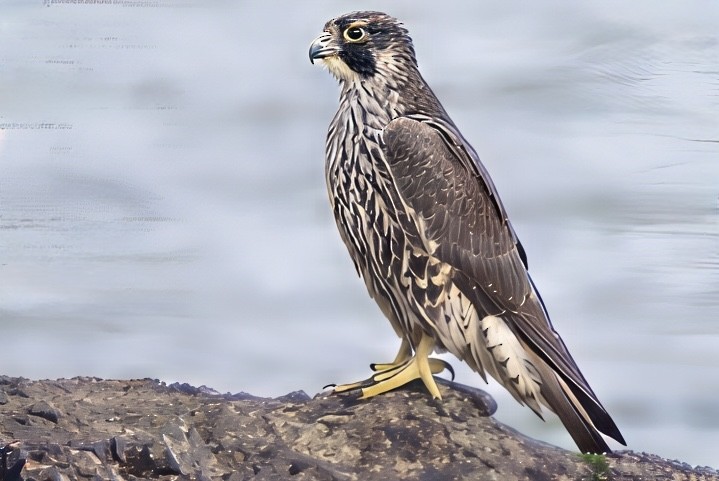 vandrefalk - ML643591296