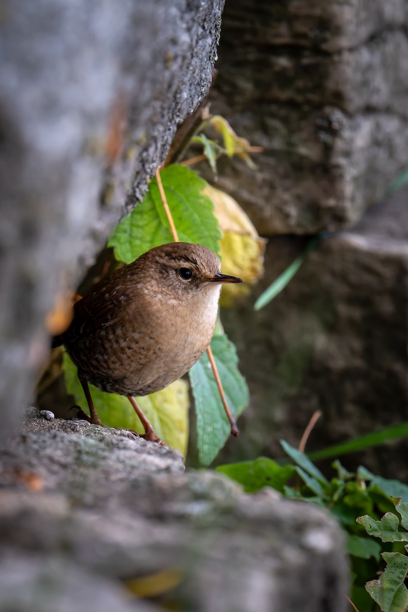 Troglodyte des forêts - ML643591313