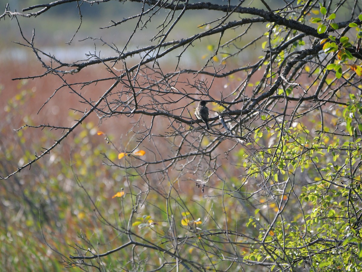 Eastern Phoebe - Deborah Penrose